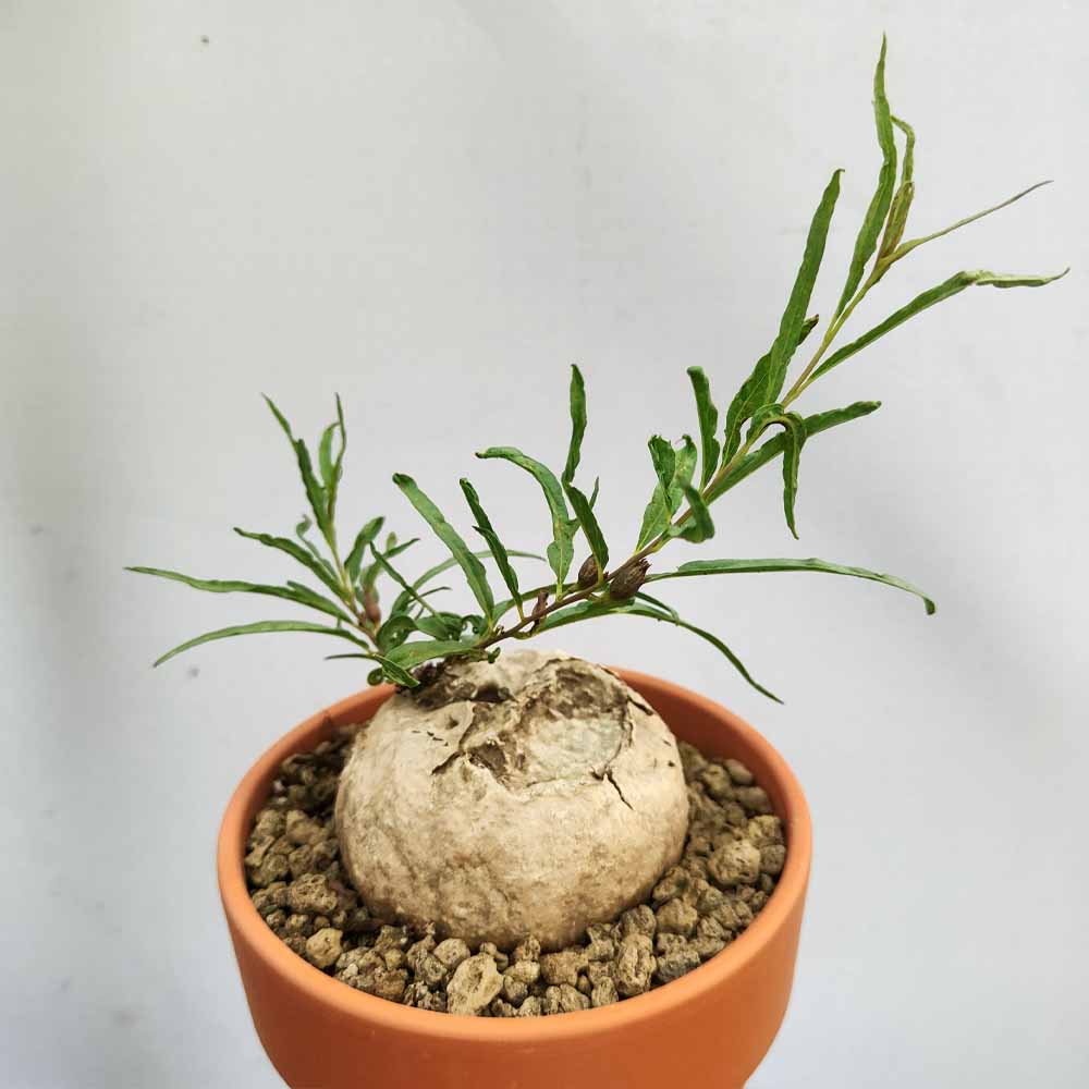 ipomea bolusii