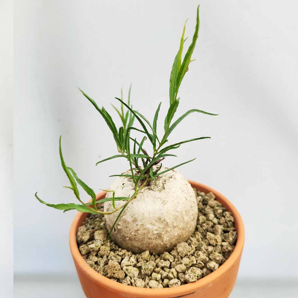 ipomea bolusii