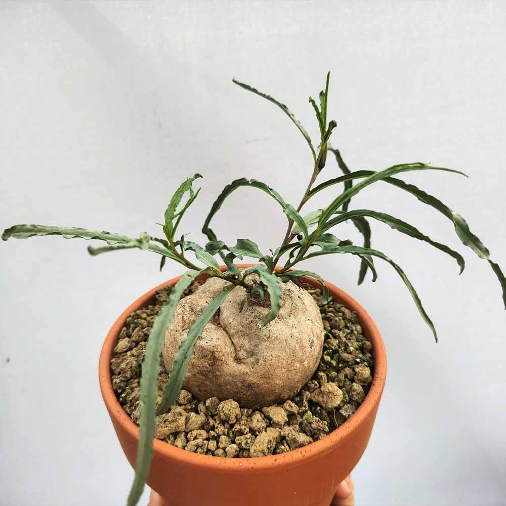 ipomea bolusii