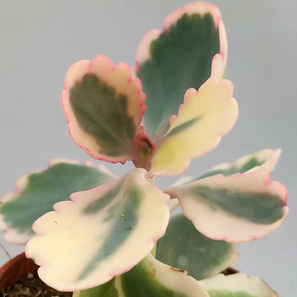 kalanchoe fedtschenkoi variegata pianta
