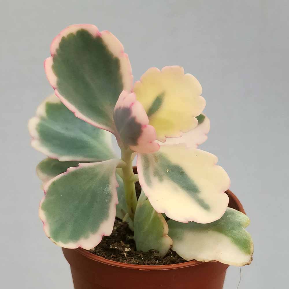 kalanchoe fedtschenkoi variegata
