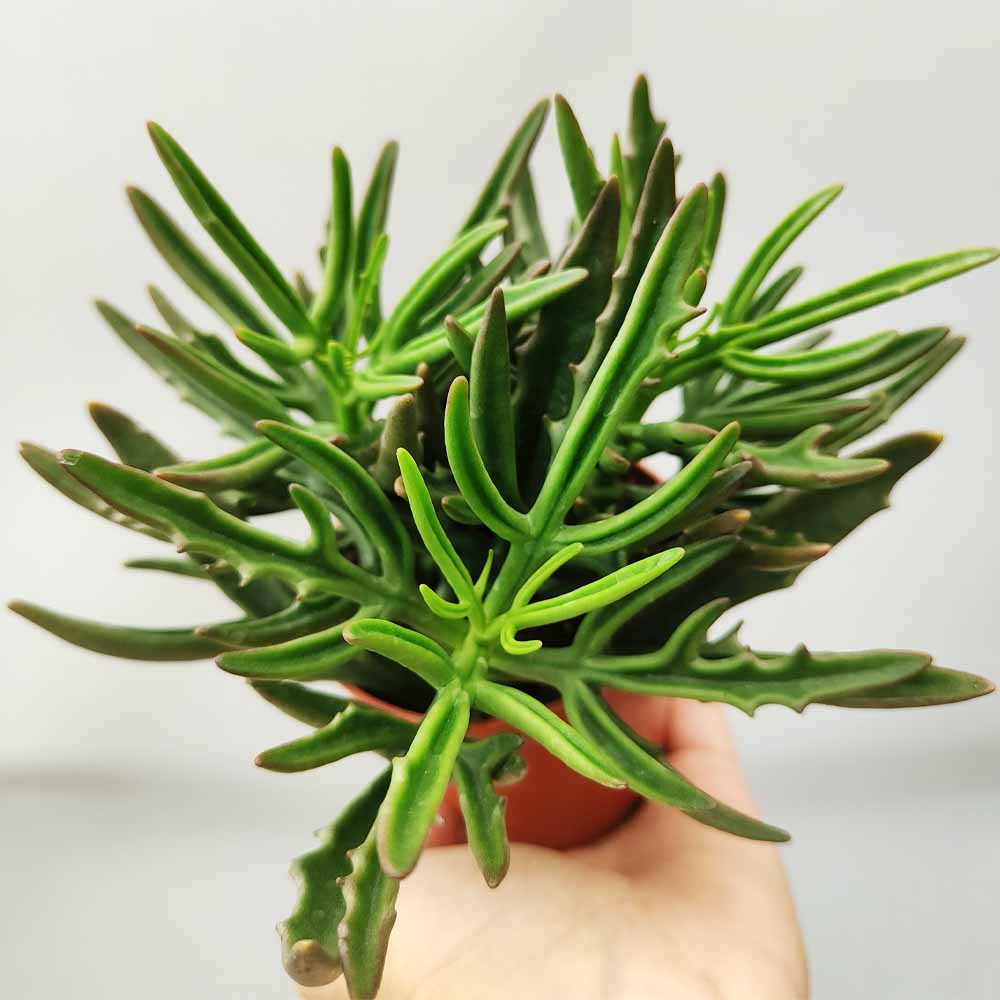 kalanchoe spider cactus