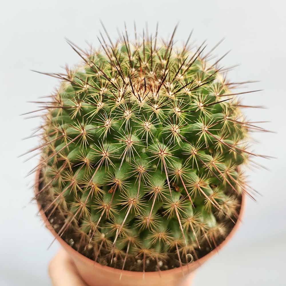mammillaria ginsa-maru