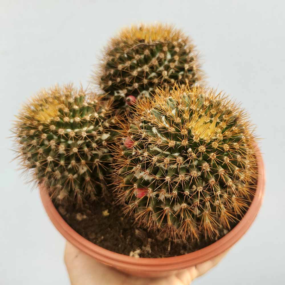 mammillaria nivosa cactus
