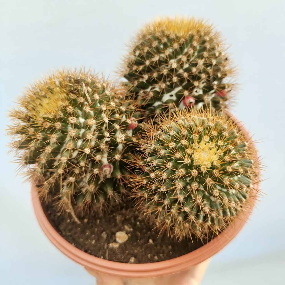 mammillaria nivosa