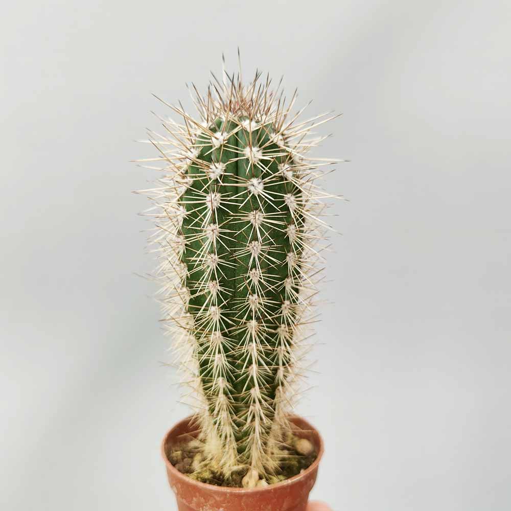 pachycereus pringlei pianta grassa