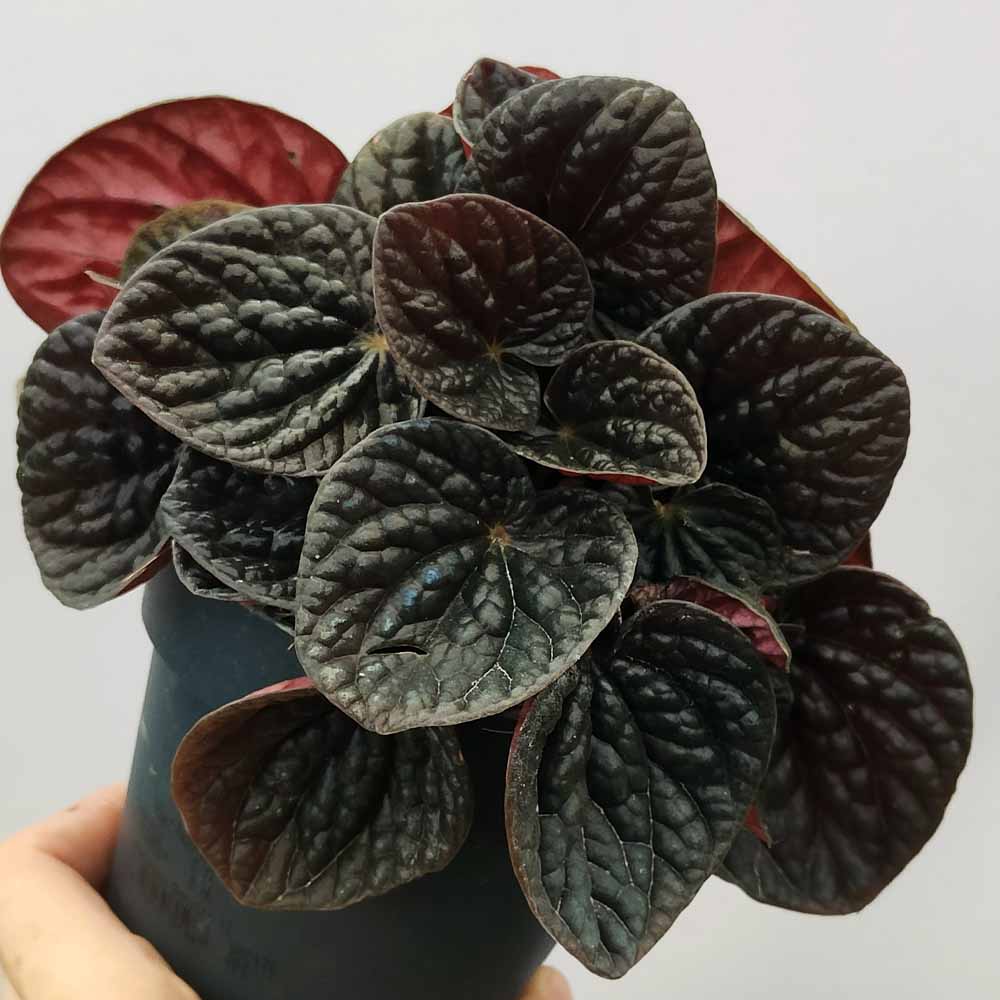 peperomia caperata chocolate