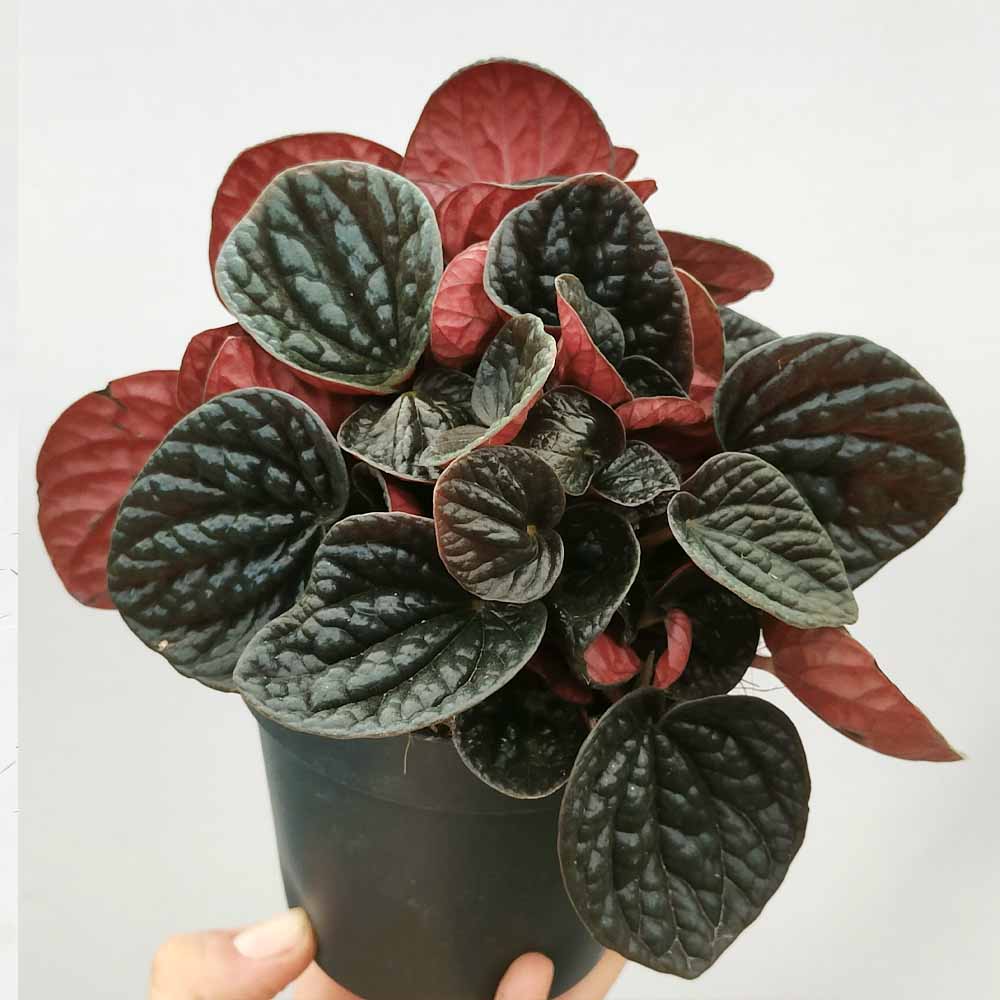 peperomia chocolate