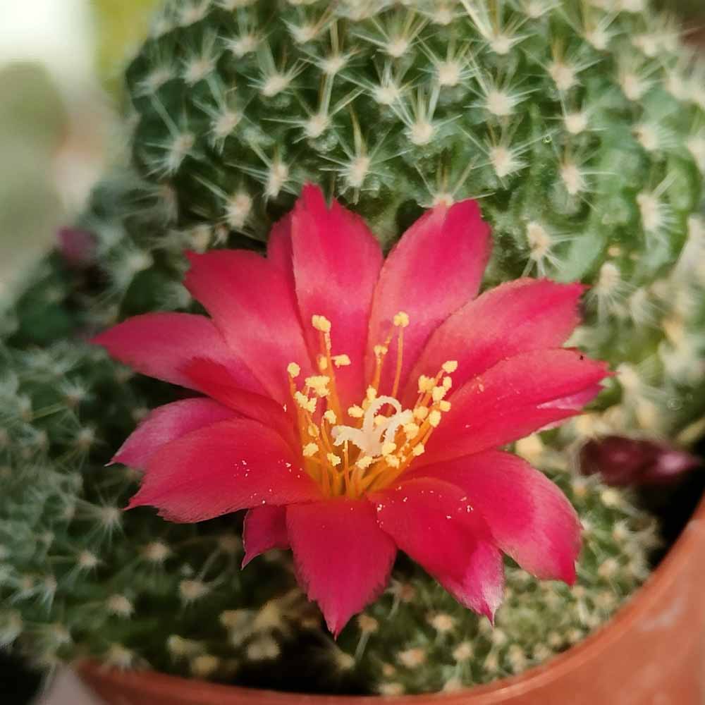 rebutia fabrisii fiore