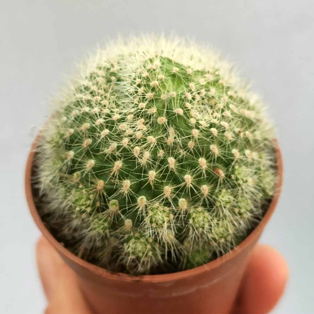 rebutia fabrisii mostruosa cactus