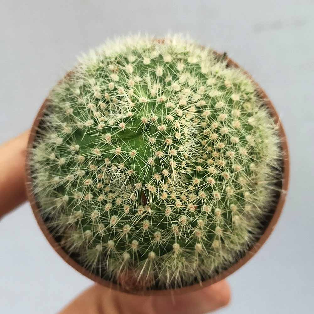 rebutia fabrisii mostruosa