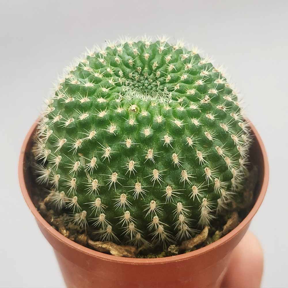 rebutia fabrisii