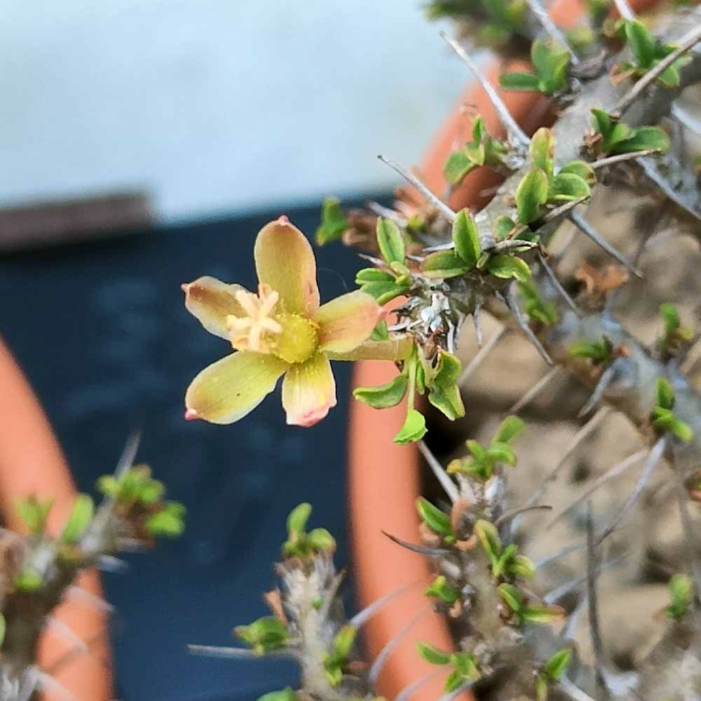 sarcocaulon camdeboense fiore