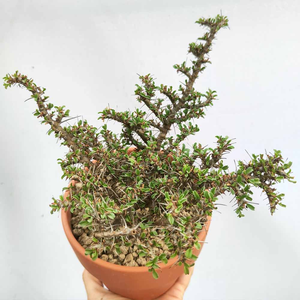 sarcocaulon camdeboense