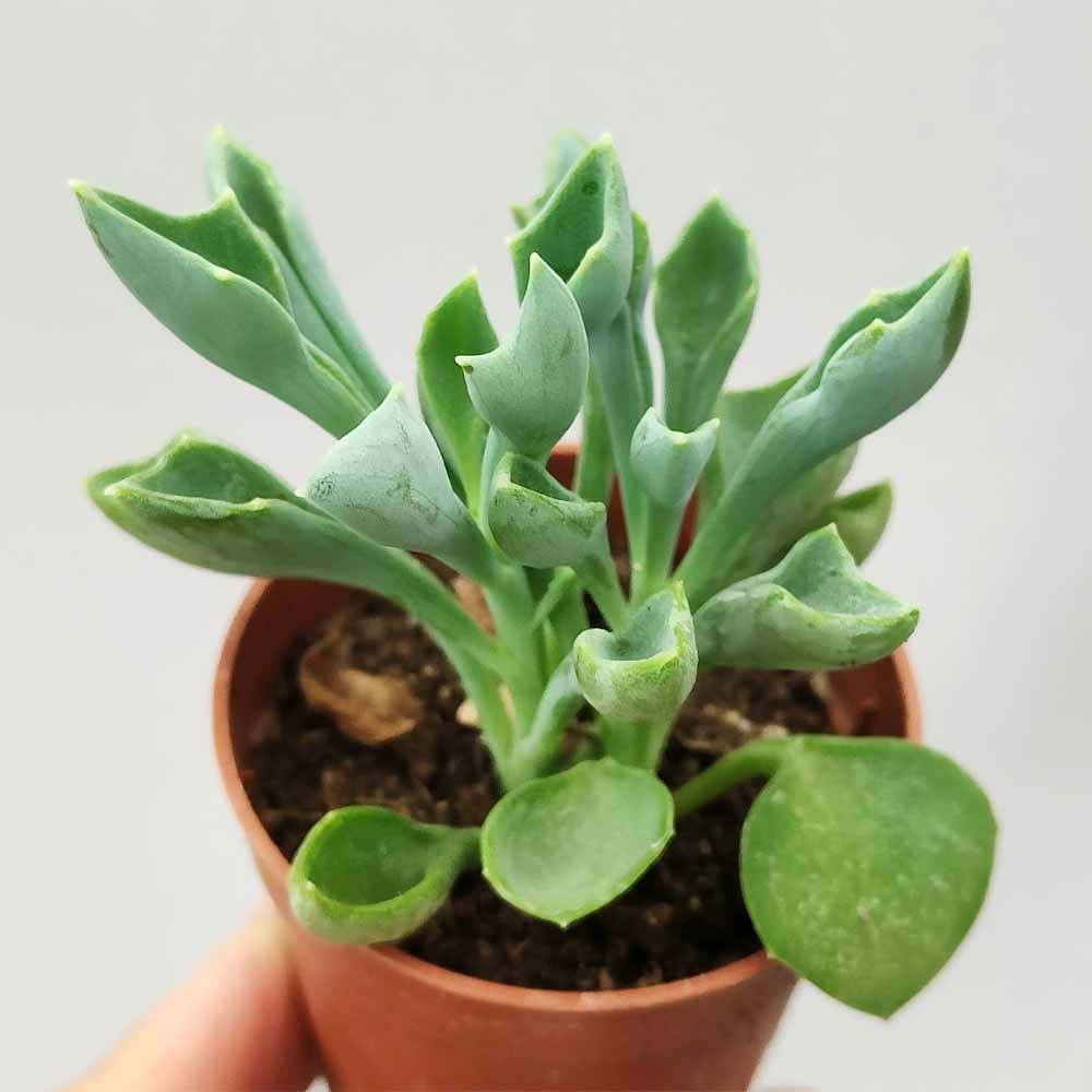 senecio cuneatus pianta