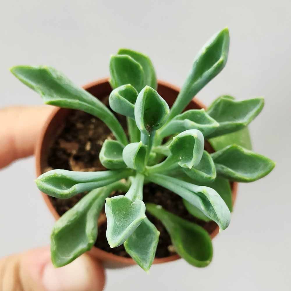 senecio cuneatus