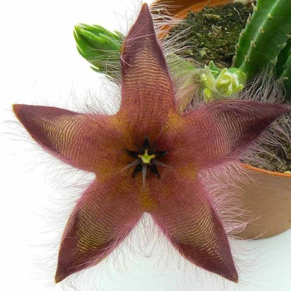 stapelia hirsuta fiore