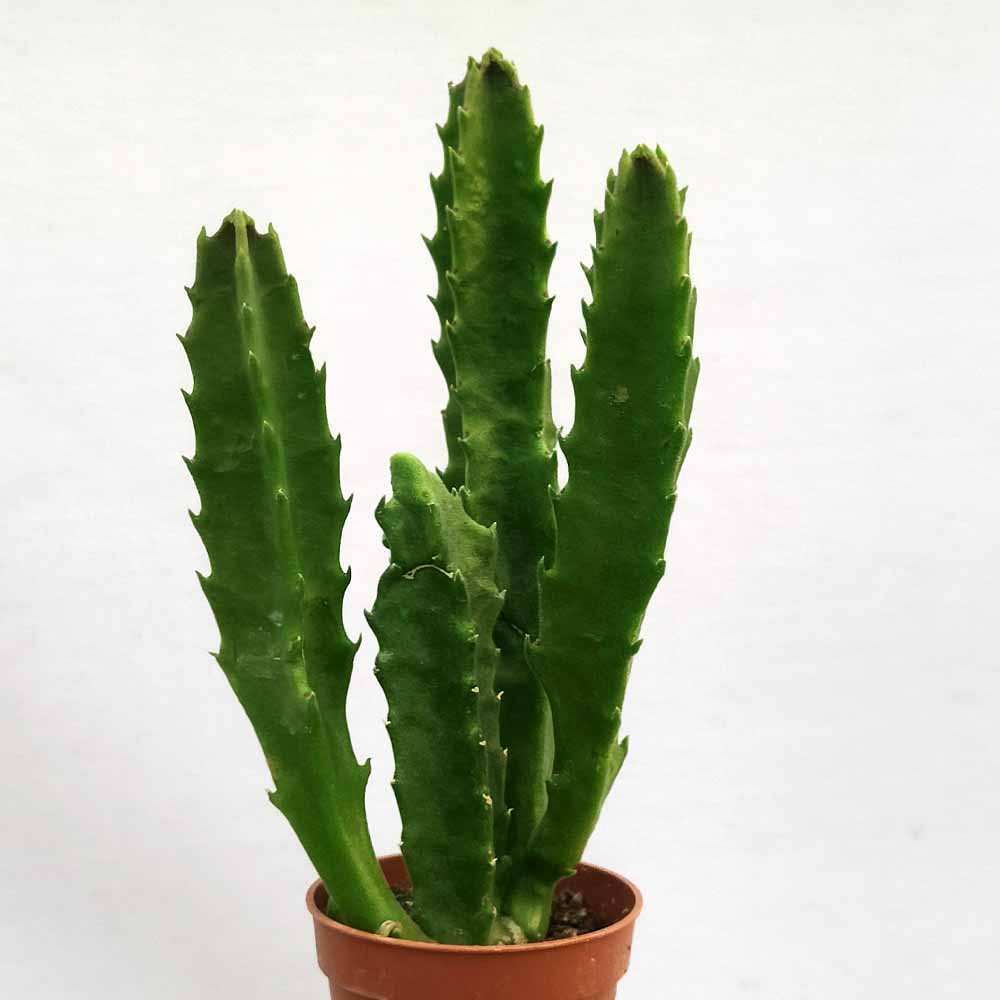 stapelia hirsuta