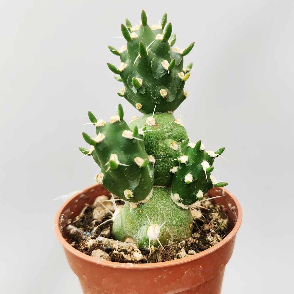 tephrocactus neuquensis