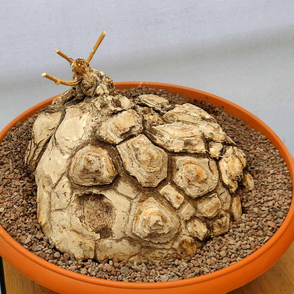 testudinaria mexicana