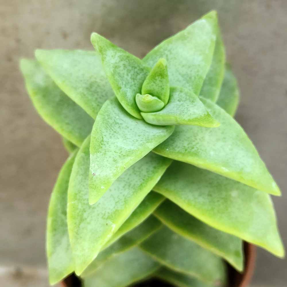 Crassula Perforata 'Penhoek Pass' PIANTA