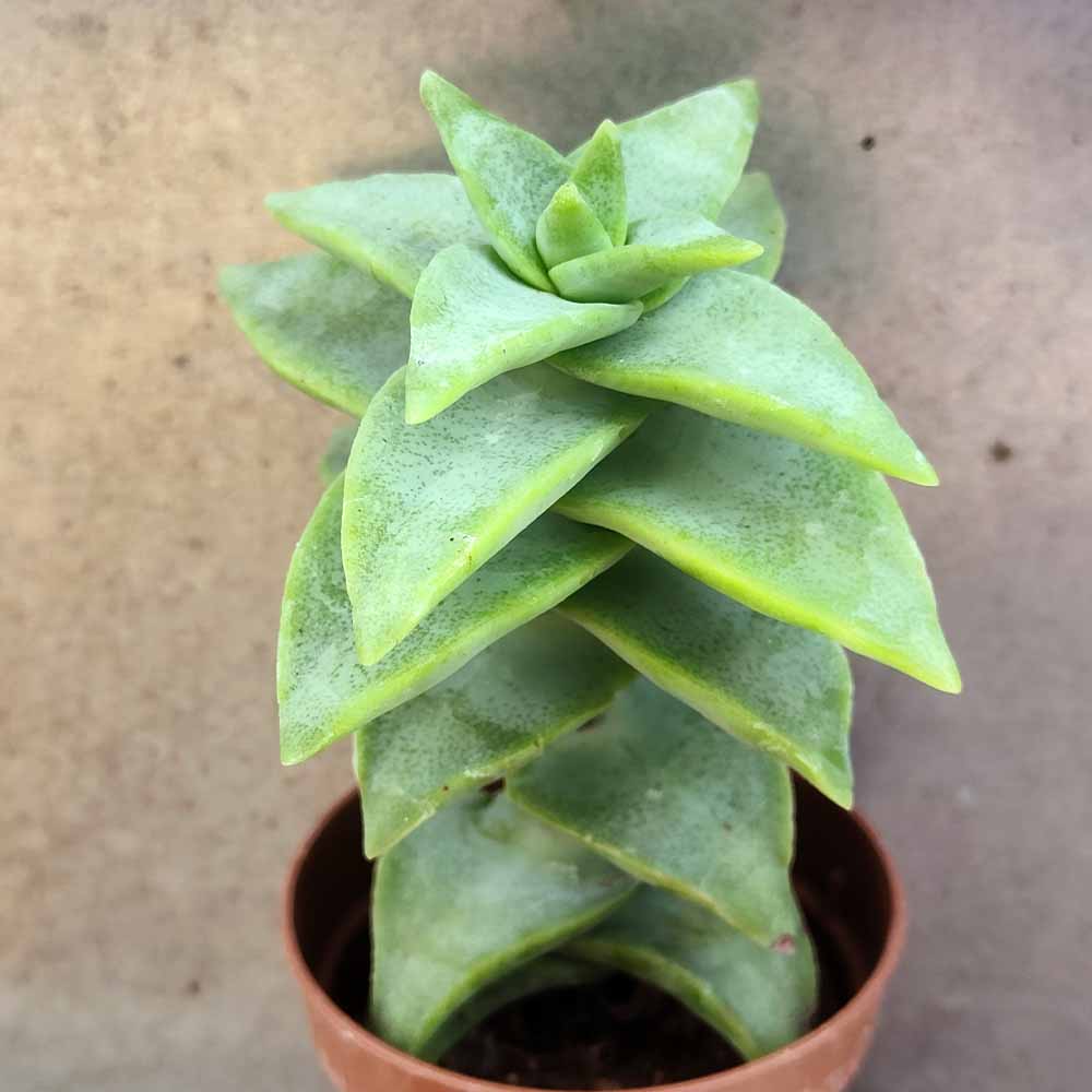 Crassula Perforata 'Penhoek Pass'