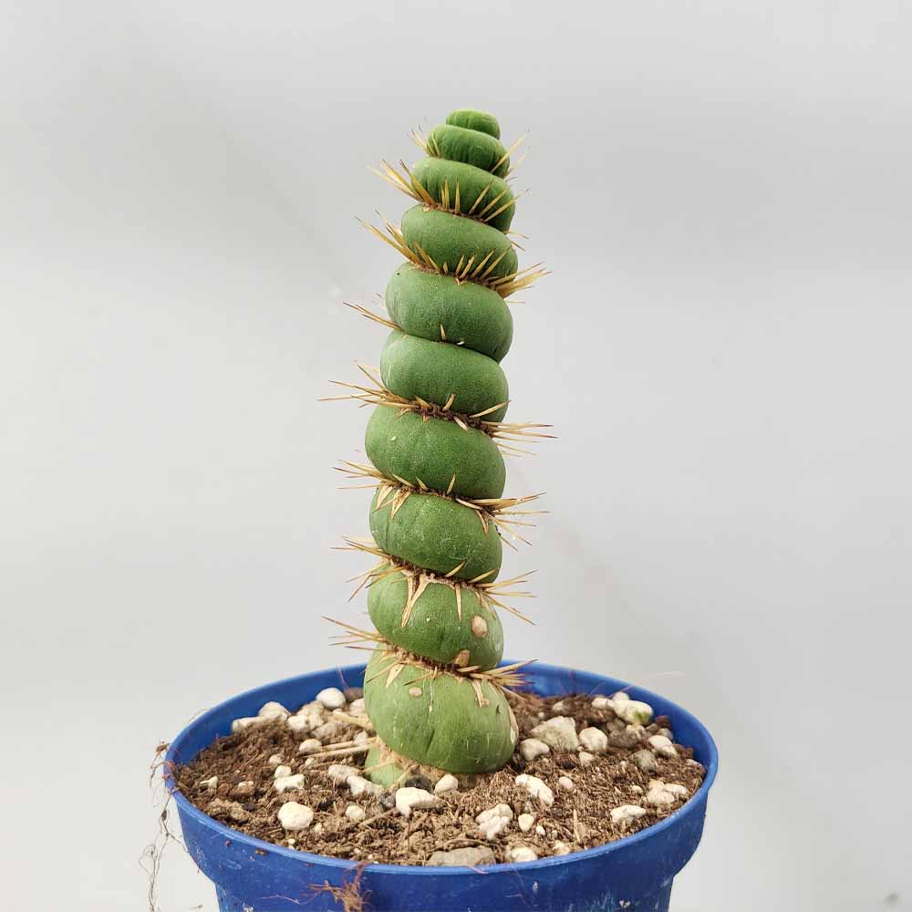 Eulychnia castanea spiralis