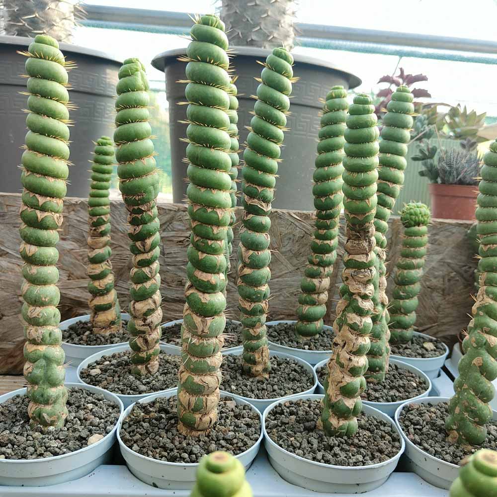 Eulychnia castanea