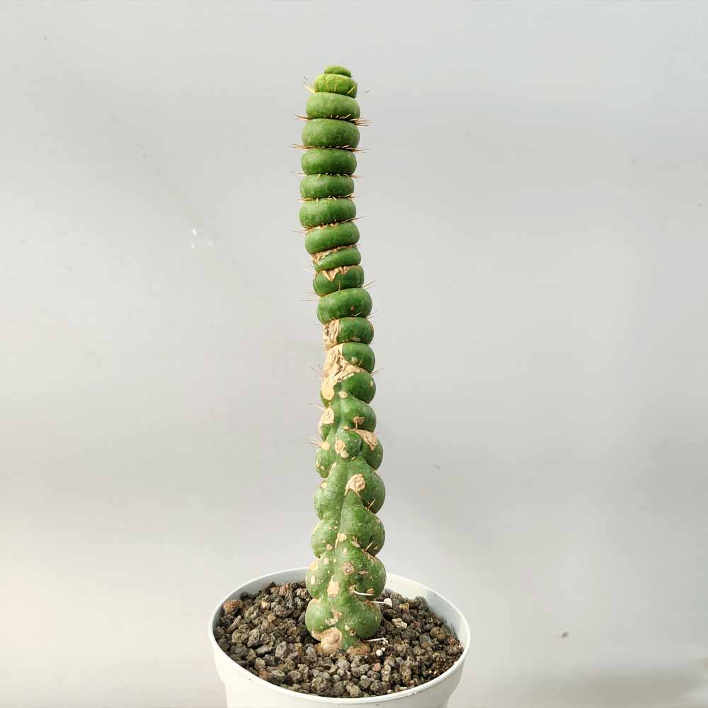 Eulychnia spiralis