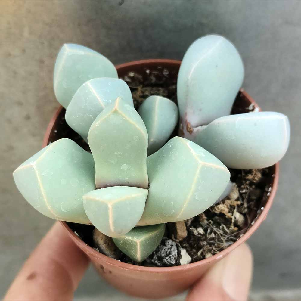 Lapidaria margaretae
