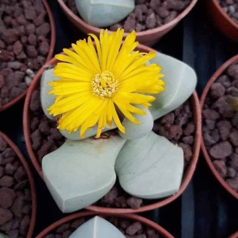 Lapidaria margaretae