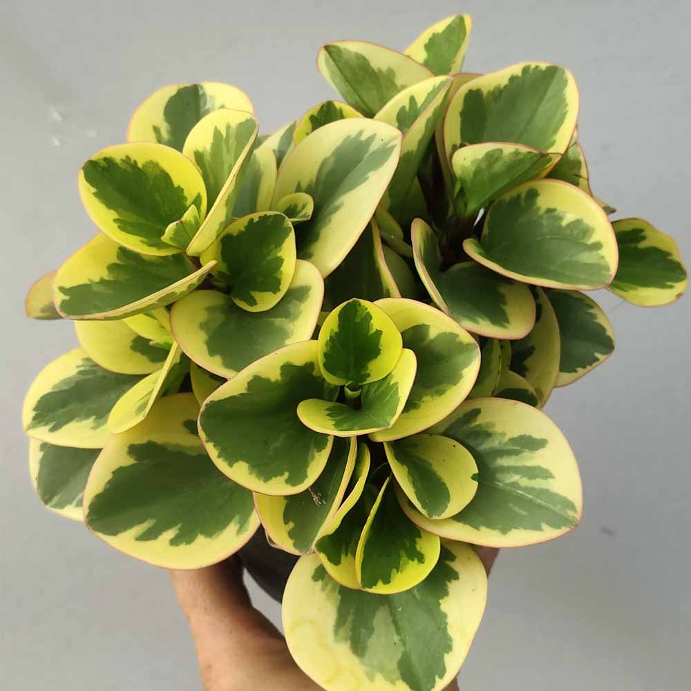 Peperomia “Obtipan Bicolor”