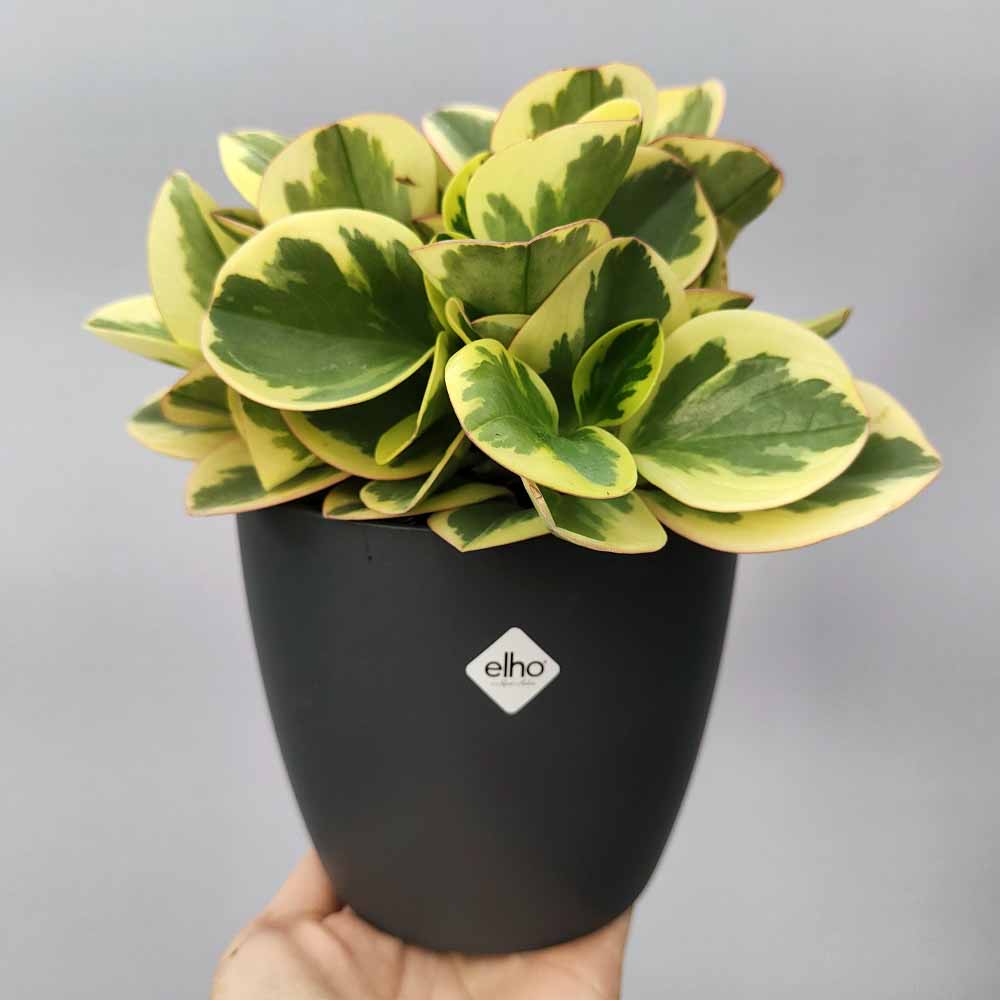 Peperomia Obtipan brussel antracite