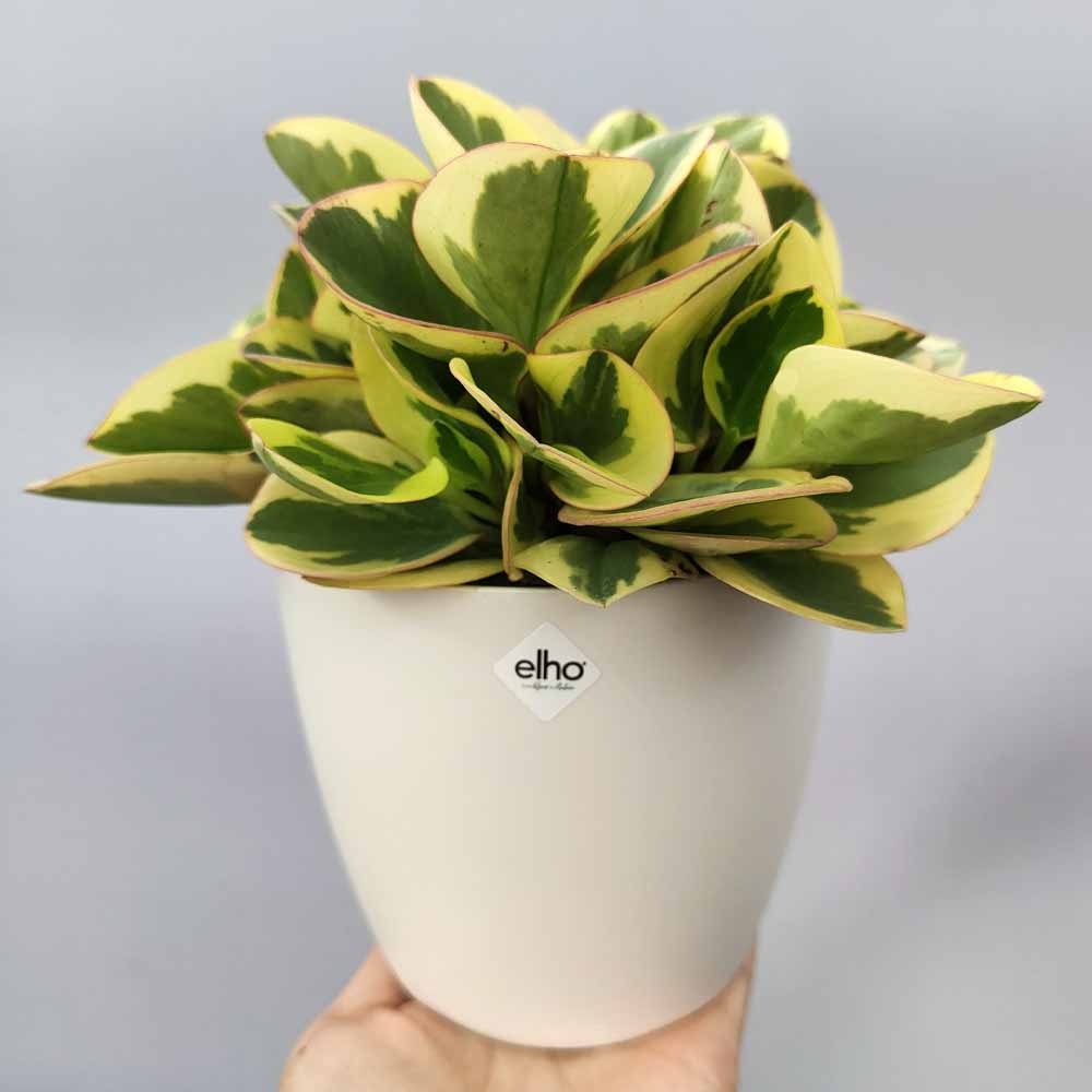 Peperomia Obtipan brussel bianco