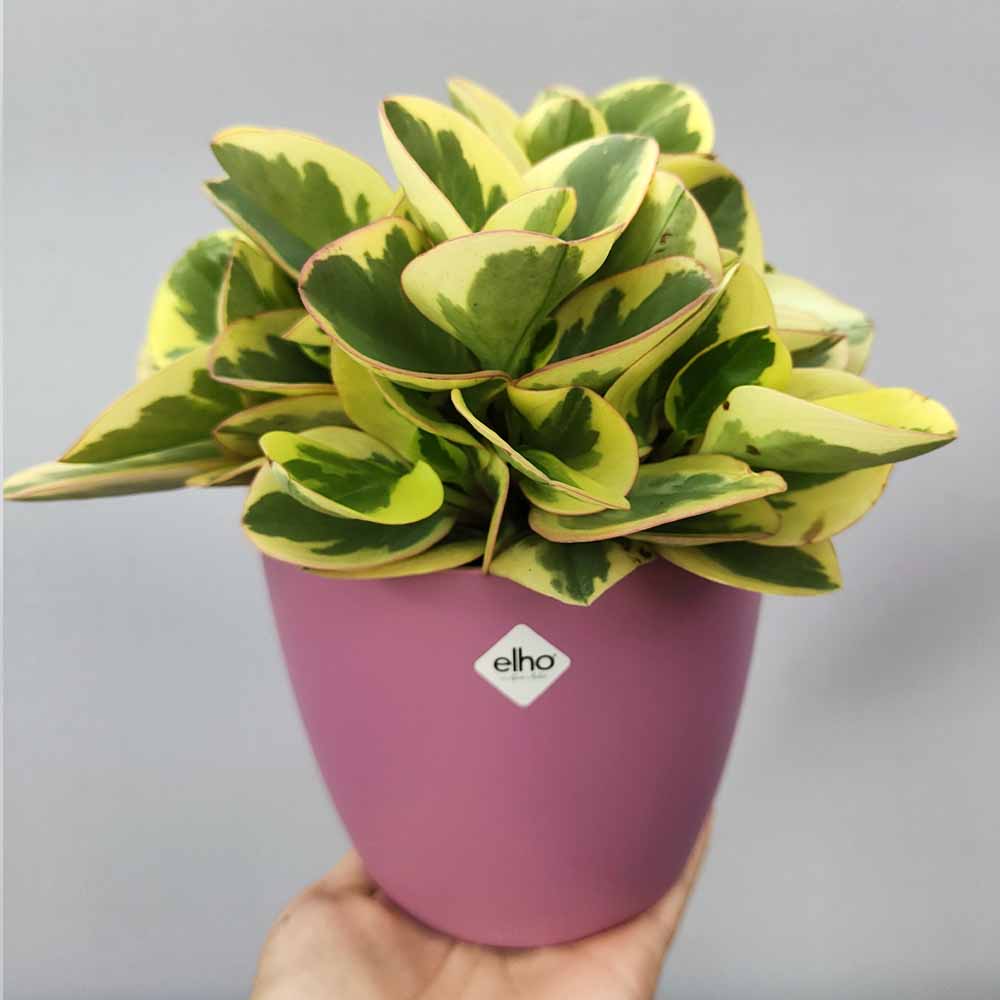Peperomia Obtipan brussel rosa