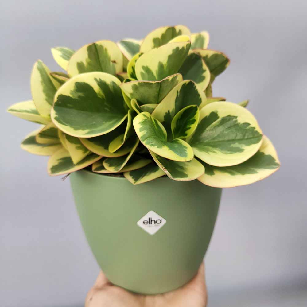 Peperomia Obtipan brussel verde