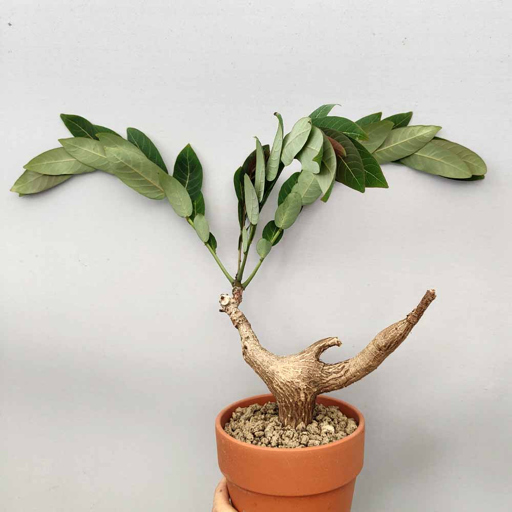 Phyllanthus mirabilis