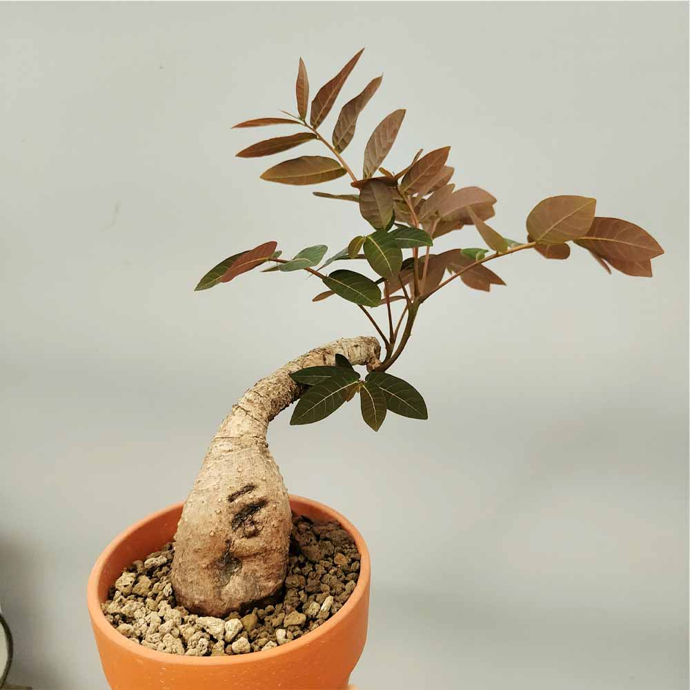Phyllanthus mirabilis pianta