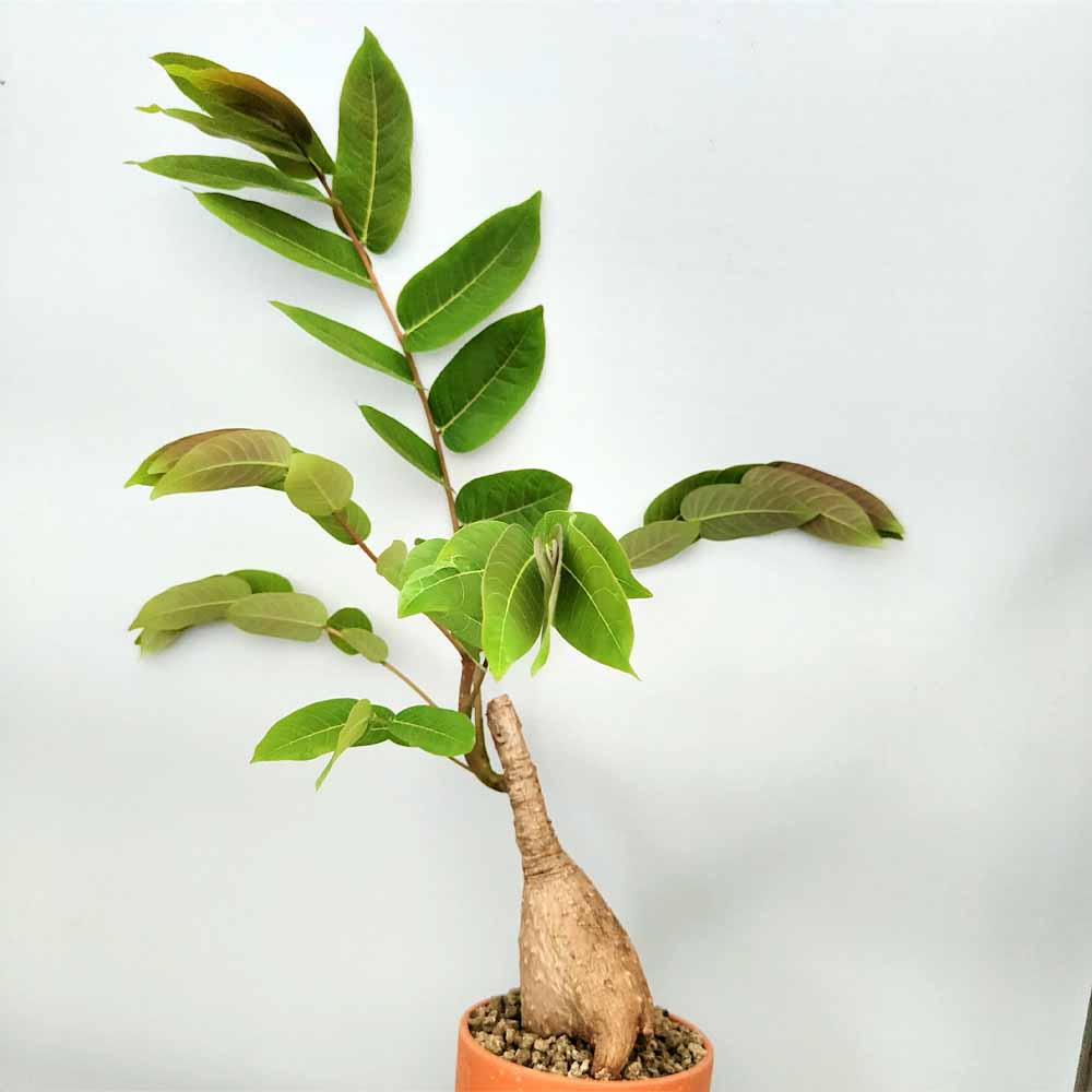Phyllanthus mirabilis pianta