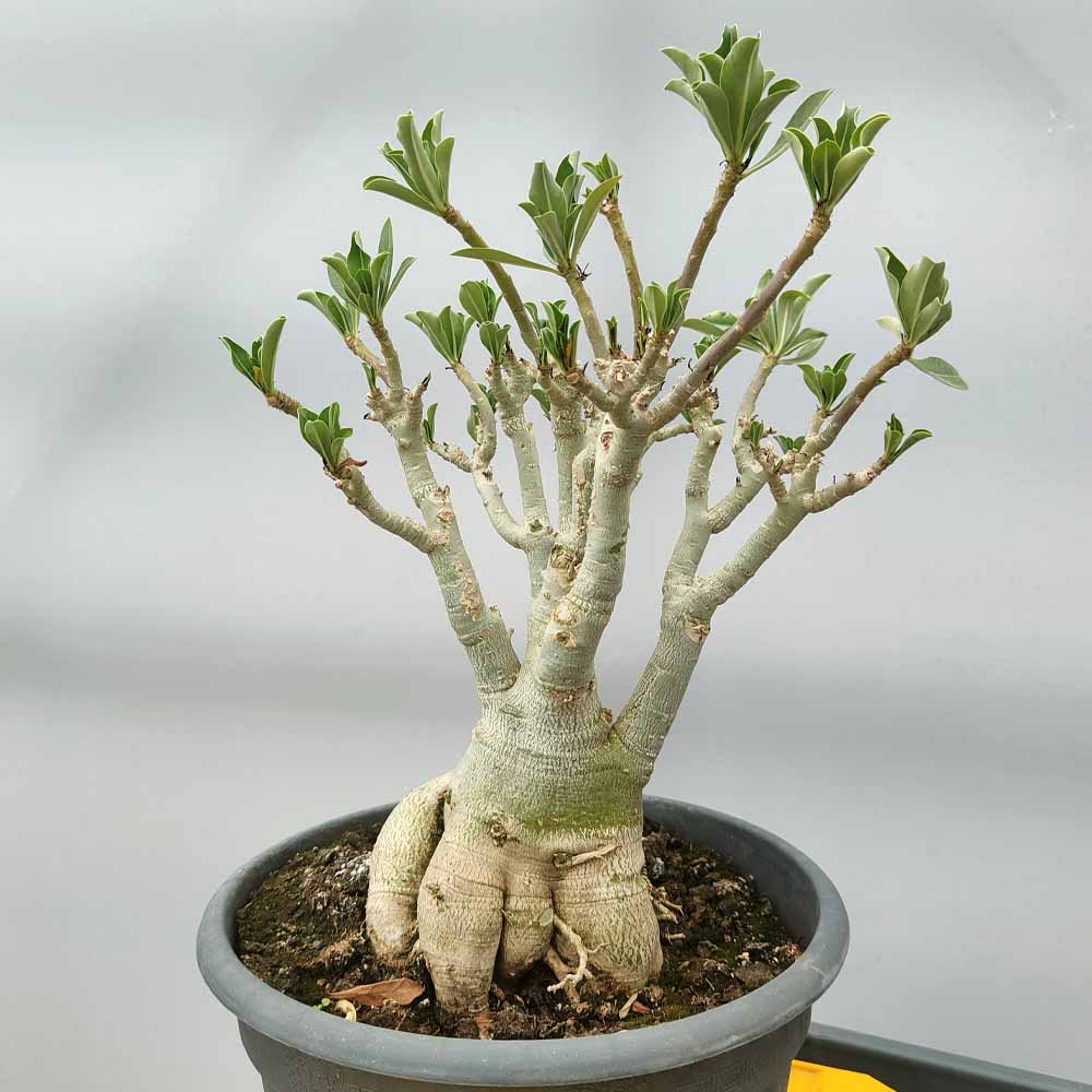 adenium obesum pianta
