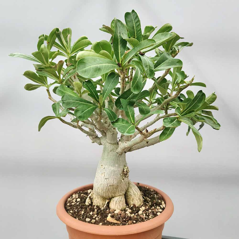 adenium obesum pianta