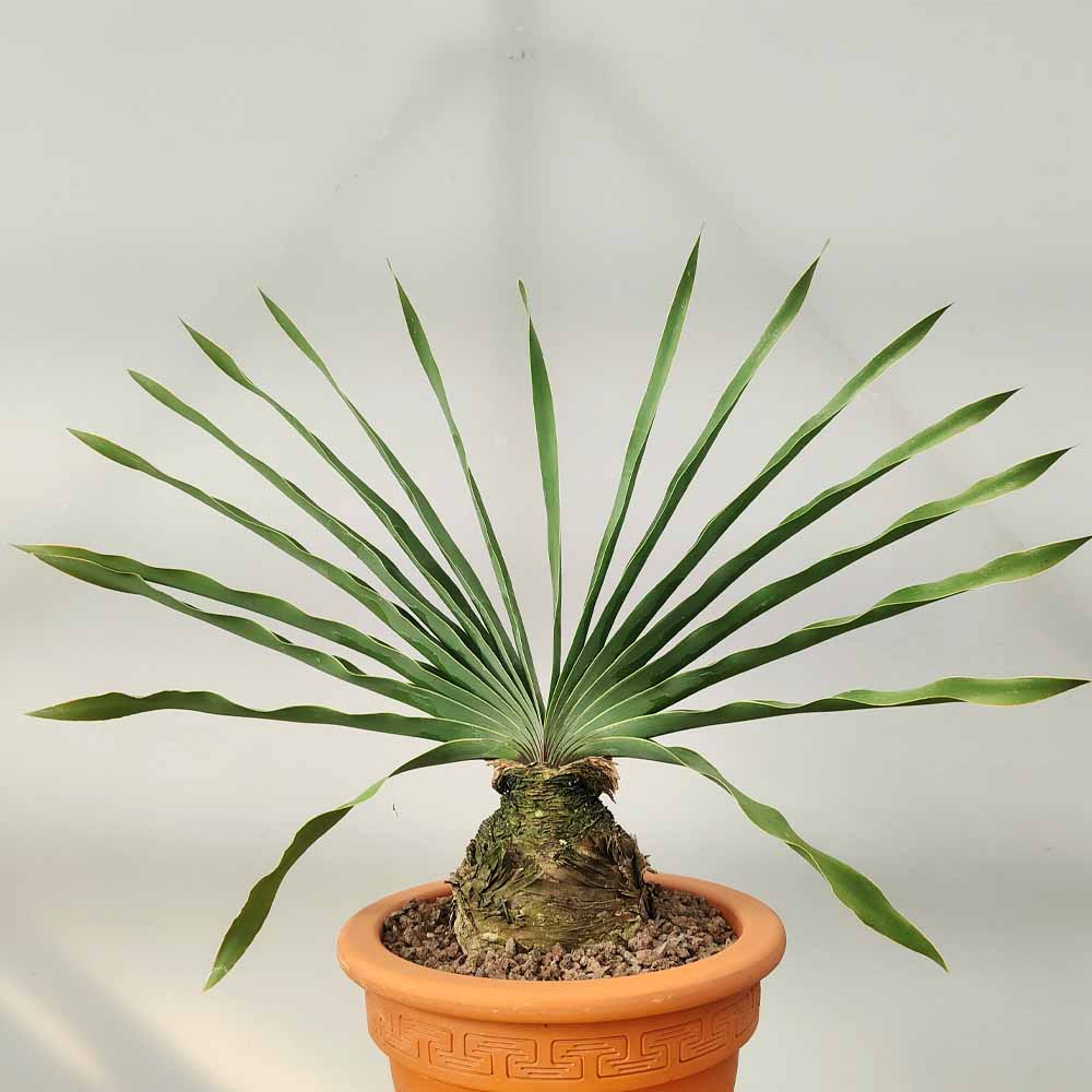 boophone disticha pianta