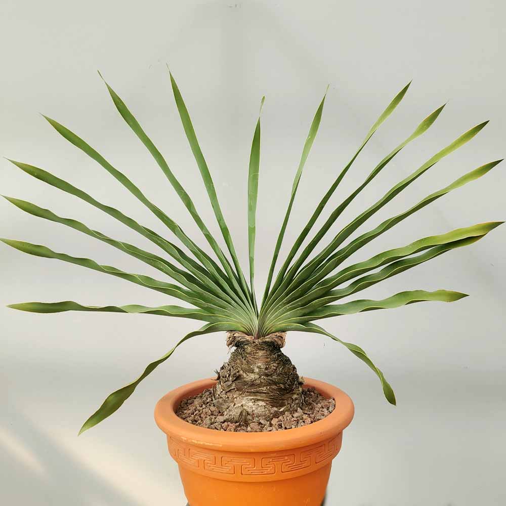boophone disticha