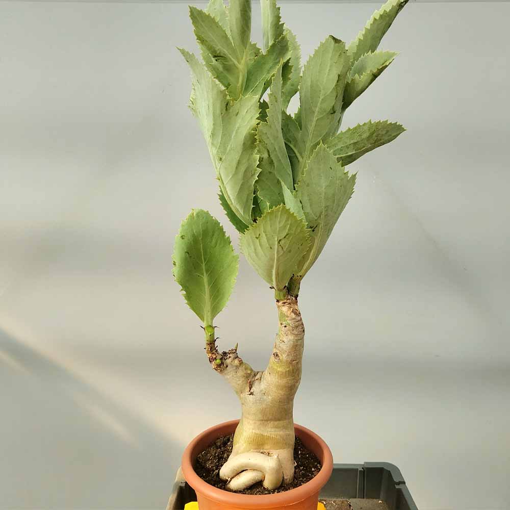 cissus juttae pianta