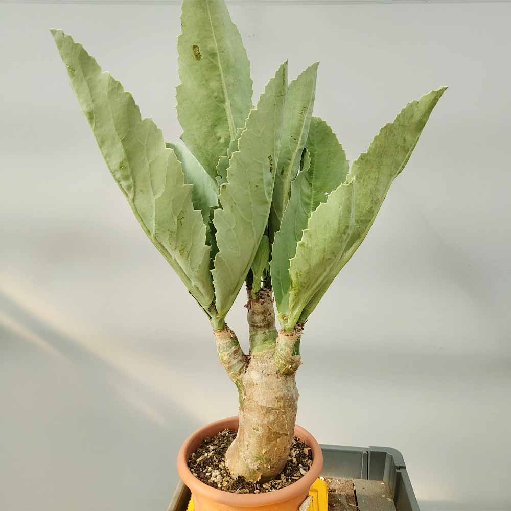 cissus juttae pianta