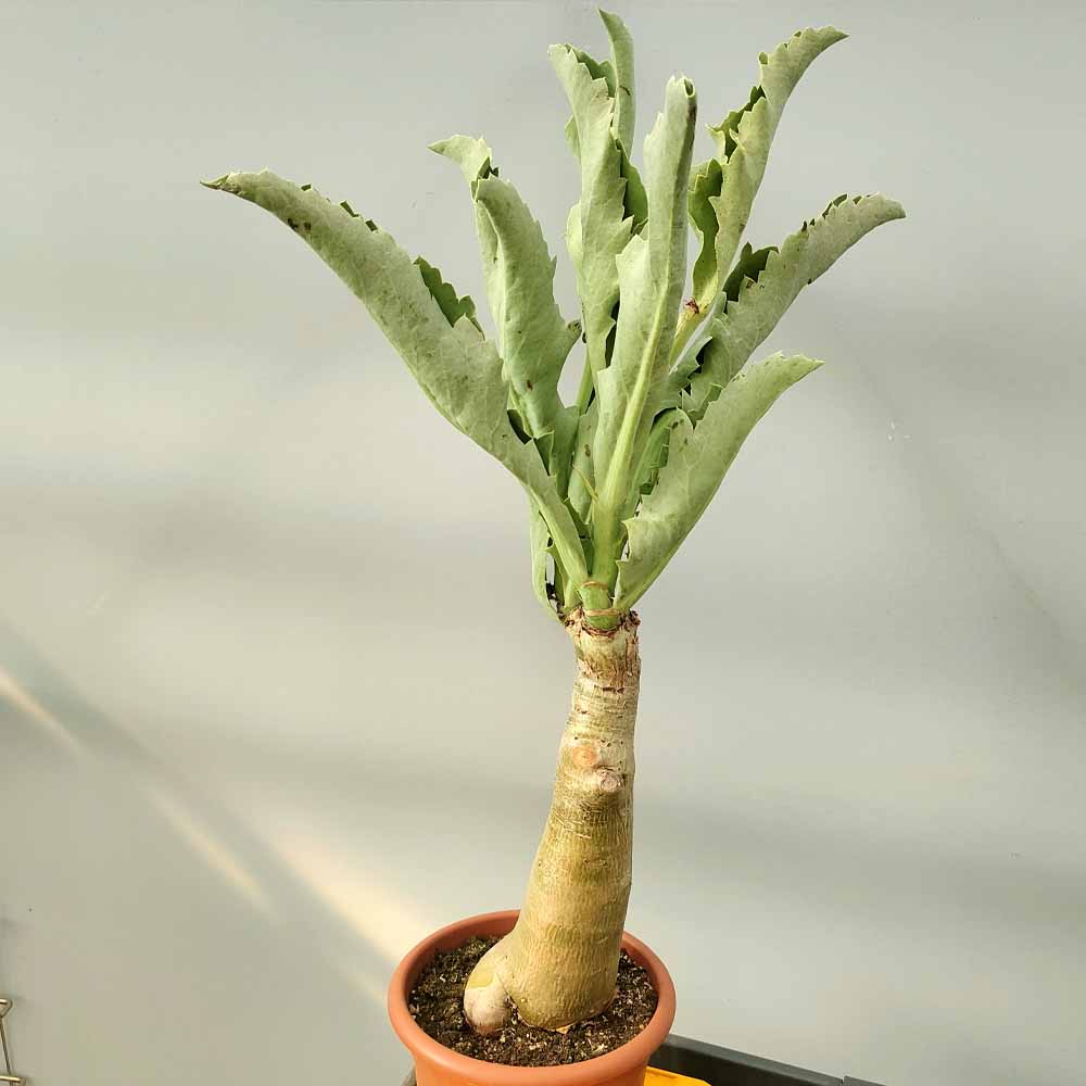 cissus juttae