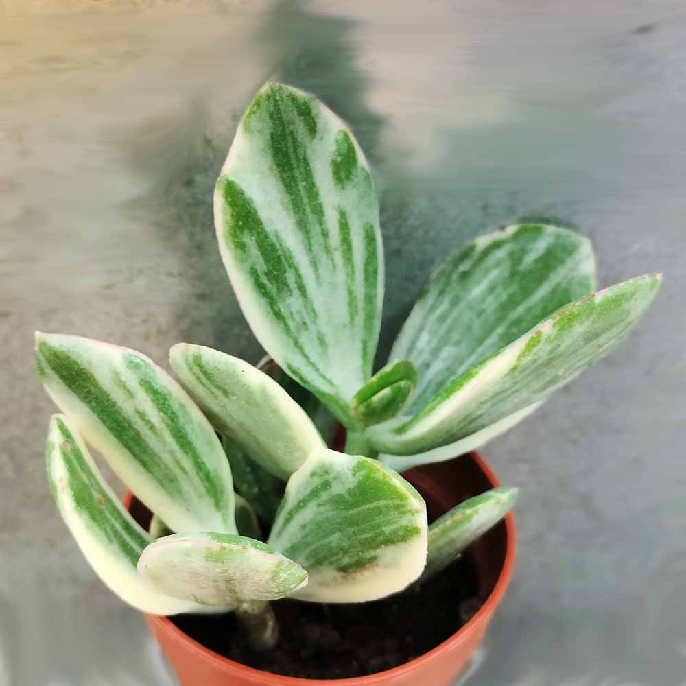 crassula lemon lime