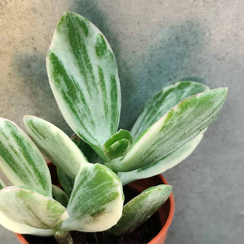 crassula ovata lemon & lime