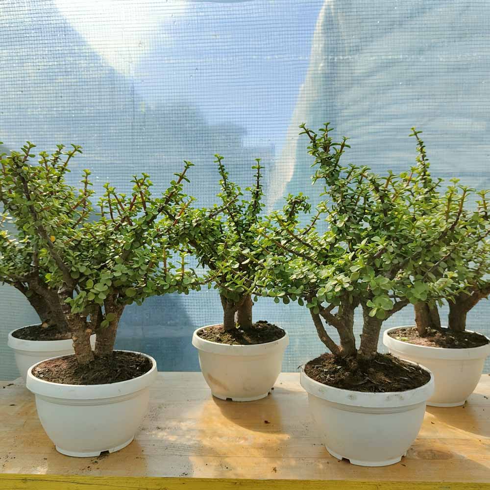 crassula portulacaria afra pianta