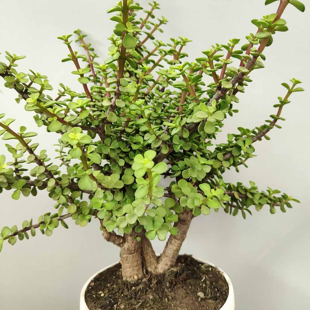 crassula portulacaria afra